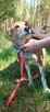 Muminka, adopcja cała Polska, za darmo, 8lat, 13kg - 7