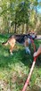 Muminka, adopcja za darmo, 8lat, 13kg, spokojna, cichutka - 2