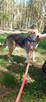 Muminka, nieduża sunia, cicha, nieśmiała, spokojna, adoptuj - 6