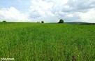 działki rolne i leśna, Żurawnica, gm. Zwierzyniec - 15