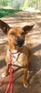 Do adopcji, rodezjan mix, Tytus, 4letni, 22kg, za darmo - 3