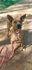 Do adopcji, rodezjan mix, Tytus, 4letni, 22kg, za darmo - 10