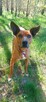 Do adopcji, rodezjan mix, Tytus, 4letni, 22kg, za darmo - 4