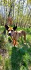 Do adopcji, rodezjan mix, Tytus, 4letni, 22kg, za darmo - 6