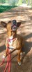 Rodezjan mix za darmo, adopcja, 4letni, 22kg, Tytus - 10