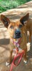 Do adopcji, rodezjan mix, Tytus, 4letni, 22kg, za darmo - 12