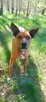 Rodezjan mix, Tytus, do adopcji, 4letni, 22kg, za darmo - 14