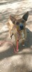 Rodezjan mix za darmo, adopcja, 4letni, 22kg, Tytus - 8