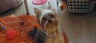 mini yorki, yorkshire-reproduktor - 4