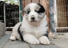 Border Collie - pies / suczka merle z pełną dokumentacją hod - 2