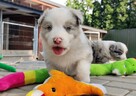Border Collie - pies / suczka merle z pełną dokumentacją hod - 7