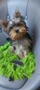 mini yorki, yorkshire-reproduktor - 9