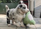 Border Collie - pies / suczka merle z pełną dokumentacją hod - 4