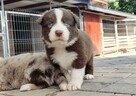 Border Collie - pies / suczka merle z pełną dokumentacją hod - 3
