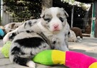 Border Collie - pies / suczka merle z pełną dokumentacją hod - 6