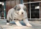 Border Collie - pies / suczka merle z pełną dokumentacją hod - 5