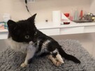 Lucia 5/6 mczna uratowana kitunia blaga o dom Justyna Kli - 6