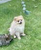 Szpic miniaturowy Pomeranian Boo - 4