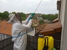 Usuwanie os i szerszeni Gryfice Trzebiatów Płoty - 3