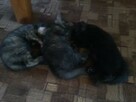 Małe kociaki do adopcji - 3