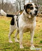 GRUBSON - majestatyczny, piękny psiak szuka domu - 3