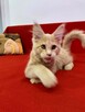 Olbrzymie kociaki Maine Coon - 8