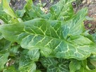 Obrazki włoskie, Arum italicum- rzadki gatunek - 3