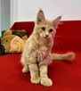 Olbrzymie kociaki Maine Coon - 11