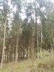 Sprzedam działkę leśną - 7