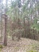 Sprzedam działkę leśną - 6