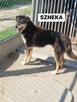 PILNE, Szneka szuka domu, pies - 3
