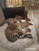 Serval afrykański - 2
