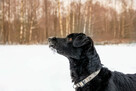Do adopcji Hamlet przepiękny, kochany psiak 12l. 19kg - 3