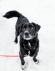 Do adopcji kochany psi seniorek Hamlet 19kg pokochaj - 7