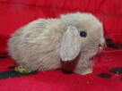 Baranek mini lop samczyki - 4