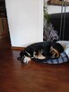 Do adopcji Herman 6letni 14kg mały, spokojny kundelek - 4
