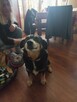 Do adopcji Herman 6letni 14kg mały, spokojny kundelek - 2