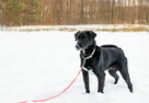 Do adopcji Hamlet przepiękny, kochany psiak 12l. 19kg - 2