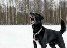 Do adopcji Hamlet przepiękny, kochany psiak 12l. 19kg - 6