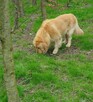 Szczeniaczki Golden Retriver - 4
