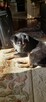 Do adopcji Herman 6letni 14kg mały, spokojny kundelek - 5