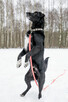 Do adopcji kochany psi seniorek Hamlet 19kg pokochaj - 5