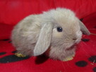 Baranek mini lop samczyki - 3