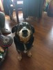Do adopcji Herman 6letni 14kg mały, spokojny kundelek - 3