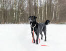 Do adopcji kochany psi seniorek Hamlet 19kg pokochaj - 4