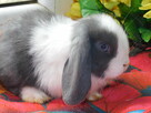 Baranek mini lop samczyki - 2