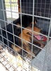 Alarm!! Bezo ok.2 let.śliczny psiak szuka DS/DT Małgorz.Kola - 2
