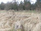 Działka rolna Skierniewice Rawka - 2