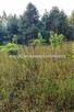 Działka budowlana Grodzisk Mazowiecki Makówka - 7