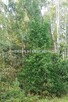 Działka budowlana Grodzisk Mazowiecki Makówka - 9